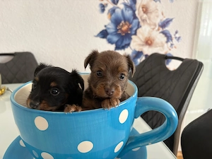    Langhaarigen  Russische Toy Terrier Welpen   schwarz & Kapucino   jetzt reservieren