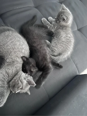3 süße Kater, 10 Wochen alt, suchen ein liebevolles Zuhause   