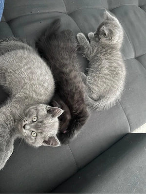 3 süße Kater, 10 Wochen alt, suchen ein liebevolles Zuhause   