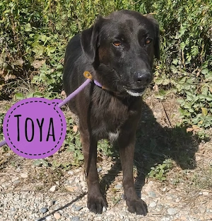 Toya, wann bekommt diese liebe und sanfte Labrador Mix Hündin endlich ein Zuhause?