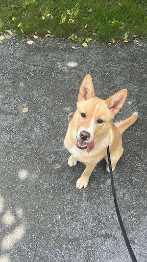 Goldie-Akita Mischling abzugeben