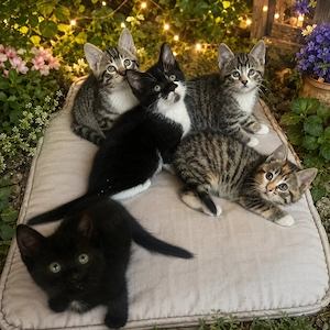 Babykatzen 