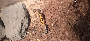 Leopardengecko Nachwuchs,  zucht 