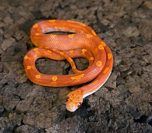 Hypo Blood Motley Pied 2025