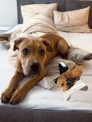 American Bully Hündin  Coco  sucht ein liebevolles Zuhause