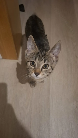 Molly und Many suchen ein neues zuhause 
