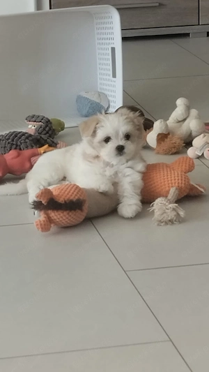 Die Prinzessin sucht wunderschönes Zuhause 