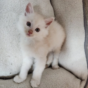 Reinrassige Maincoon Babys 