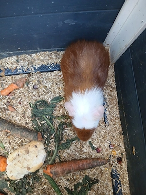 verkaufe Meerschweinchen männlich 