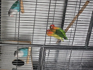 Pfirsichköpfchen