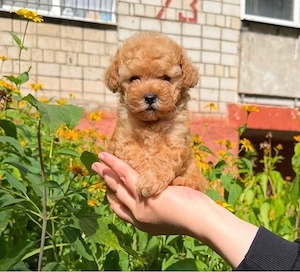 teacup mini toy pudel welpe 