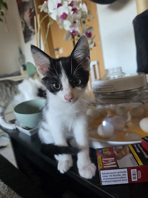 Junge Katzen suchen neue Dosenöffner 