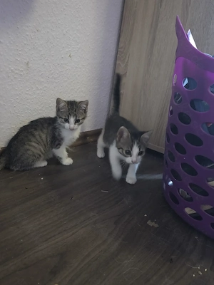Junge Katzen suchen neue Dosenöffner 
