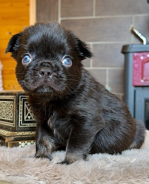 Premium Französische Bulldoggen Blue eyse aus promovierter Zucht 