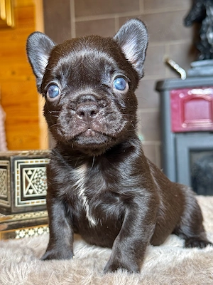 Premium Französische Bulldoggen Blue eyse aus promovierter Zucht 