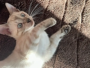Wunderschöne Bengal-Katze sucht ihr Für-immer-Zuhause