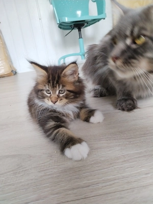 Maine Coon Kitten m. PAP.     Bild 3