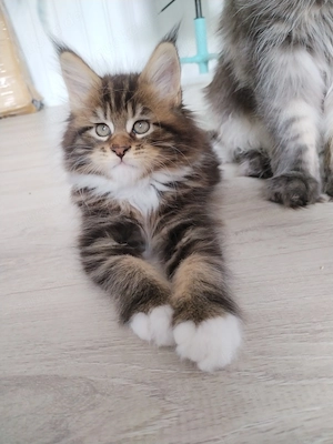 Maine Coon Kitten m. PAP.    