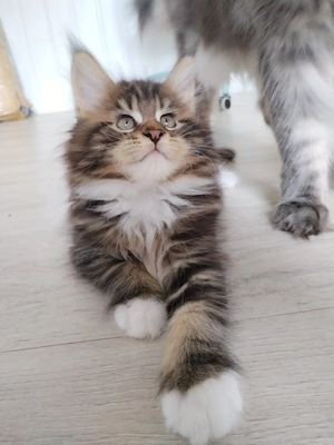 Maine Coon Kitten m. PAP.     Bild 2