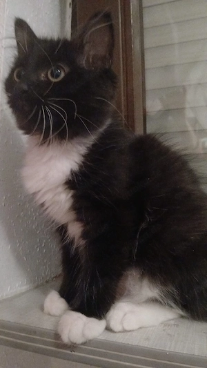 zuckersüße Ragdoll mix kitten 