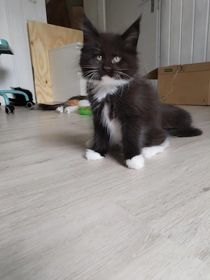 Maine Coon Kitten m. PAP.     Bild 4