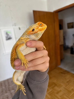 Bartagame mit Zubehör (3J.a. weiblich)