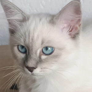 Reinrassige Heilige Birma Kitten