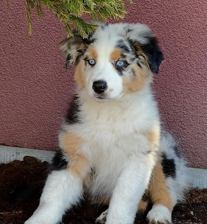 Reinrassige Australian Shepherd Welpen