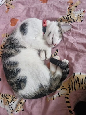 Katze Kitten 