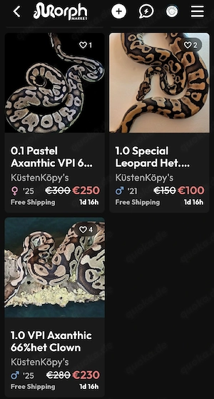 Königspython 