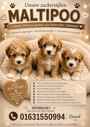  Liebevolle Maltipoo-Welpen suchen ein neues Zuhause 