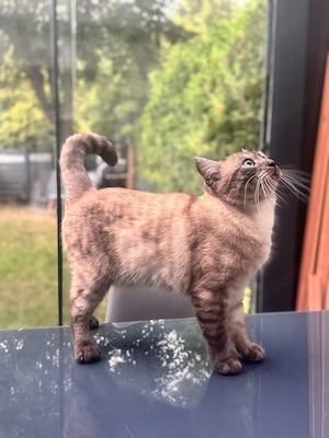 Deckkater BKH Siam