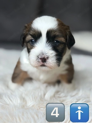 Wunderschöne Shih-Tzu Welpen suchen ihr Für-immer-Zuhause!