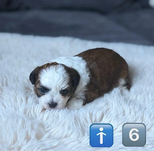 Wunderschöne Shih-Tzu Welpen suchen ihr Für-immer-Zuhause!