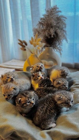 britisch kurzhaar kitten mischling