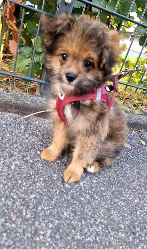 Pomeranian Pudel Mix 12 Wochen 