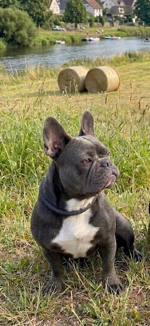 Deckrüde gesucht Französische  Bulldogge 