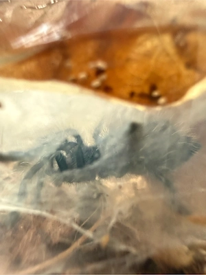 Caribena versicolor