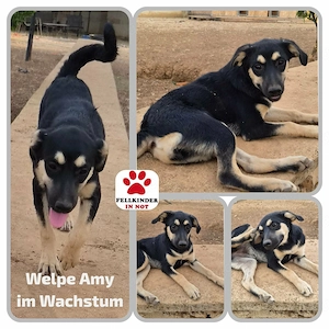 Süße Mischlingshündin Amy sucht ihr Zuhause 