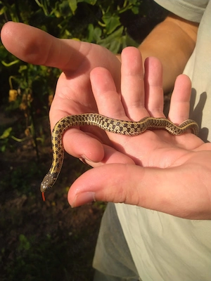 Strumpfbandnatter Schlangen Babys Thamnophis Marcianus Karierte Strumpfbandnatter