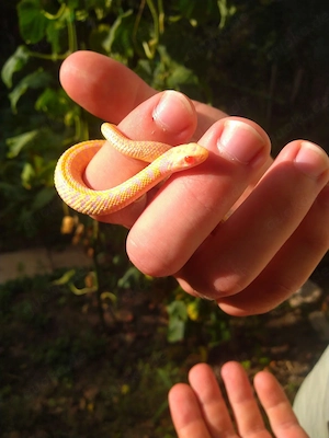 Strumpfbandnatter Schlangen Babys Thamnophis Marcianus Karierte Strumpfbandnatter