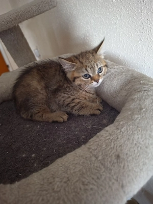 wunderschöne BKH Kitten Bild 5