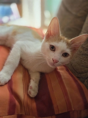 Katzen Baby 