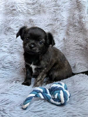    Wundervoller langhaar Chihuahua Welpe sucht ein liebevolles Zuhause 