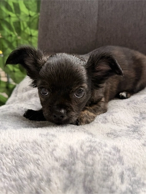 Wundervoller Langhaar Chihuahua Welpe in gute Hände abzugeben