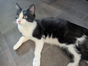 Kitten Kater 