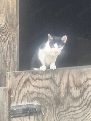 katzensind manilch und weiber 