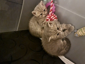 Britisch Kurzhaar Kitten