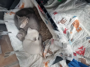Britisch Kurzhaar Kitten