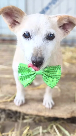 GRANNY, eine total süsse alte Hundedame, anhänglich, fröhlich und freundlich
